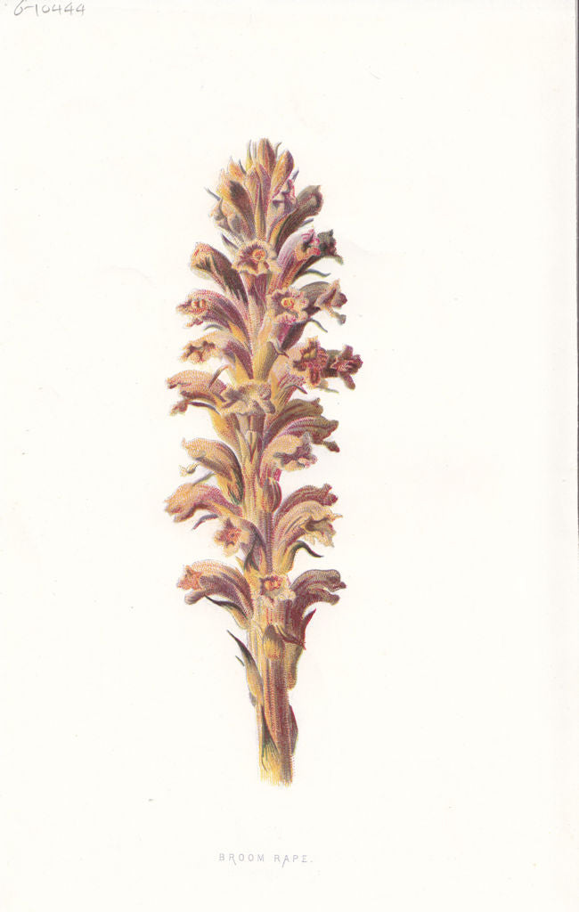 FLOWERS. Broom Rape c1895 old antique vintage print picture